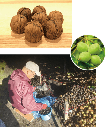 パンとおやつ 奥阿賀コンビリー 阿賀町の家庭で食べられてきた鬼ぐるみ