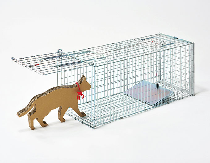 栄ヒルズ Dtype neko latte（ねこラテ）